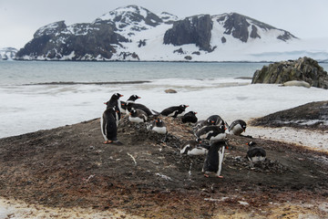 Gentoo penguin's colony