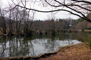 Obraz premium 石神井公園内の池