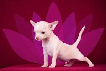 White puppy doing yoga.