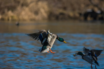 Wildlife photo - common mallard is flies over the lake, Danubian wetland, Slovakia, Europe