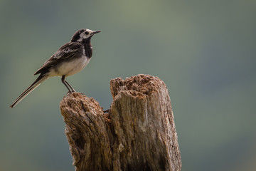 Pied Wagtail perched on a stump