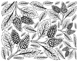 Hand Drawn Background of Amora Verde Berries