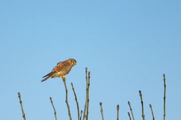 European kestrel (Falco tinnunculus) perching on branches.