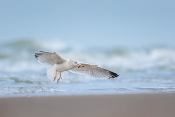 European Herring Gull (Larus argentatus) flying towards the beach