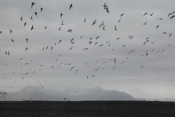 High-voltage, black sand, Icelandic coastline and seaguls
