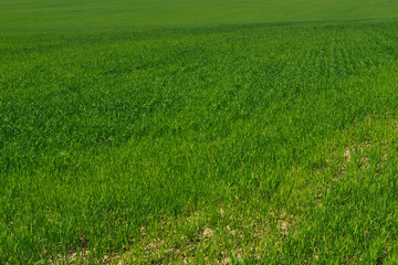 Obraz na płótnie Canvas Field at the edge of the village, grass, summer day