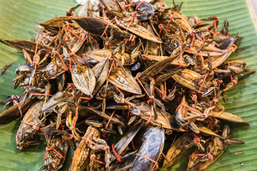 pile of giant water bug or Lethocerus indicus Lep.-Serv. p;aced on green banana leaves
