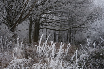Winterschlaf der Natur
