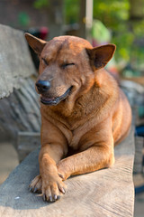 Naklejka premium Dog sleep close your eye