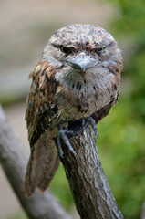 Tawny Frogmouth closeup