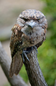 Tawny Frogmouth closeup