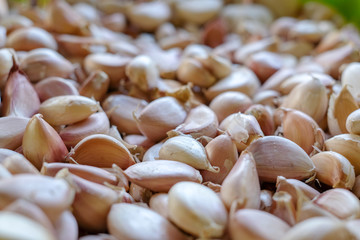 fresh garlic in market which is raw food material