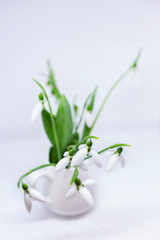 Close-up of fresh spring snowdrops on a white background. Shallow depth of focus. Inspiration, Spring Supplements.
