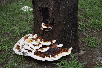 Tronco de árvore com cogumelos