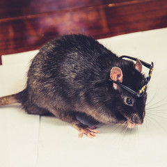 funny gray rat in small glasses