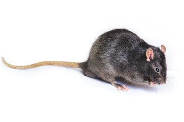 funny gray rat in small glasses