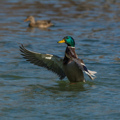 Wildlife photo - common mallard is performed during mating season, Danubian wetland, Slovakia, Europe
