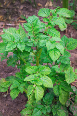 Healthy young potato plant in organic garden.