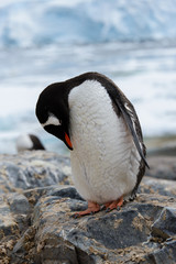 Fototapeta premium Gentoo penguin scratching