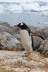 Fototapeta na wymiar Gentoo penguin going