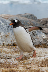 Fototapeta premium Gentoo penguin going