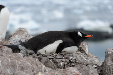 Gentoo penguin laying on stone