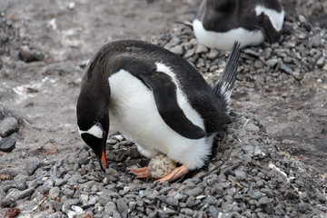 Fototapeta premium Gentoo penguin with egg in nest