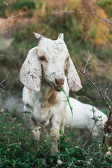 Fototapeta premium Goat
