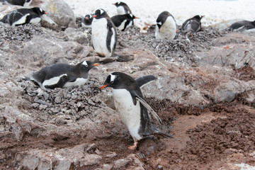 Gentoo penguin going in mud