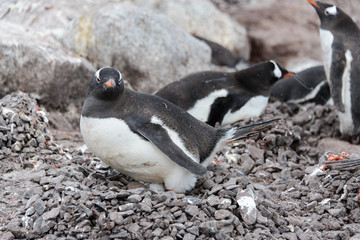 Gentoo penguin laying on stone
