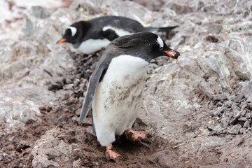 Gentoo penguin going with stone in beak