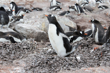 Naklejka premium Gentoo penguin with egg in nest