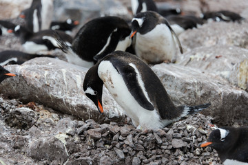 Naklejka premium Gentoo penguin with egg in nest