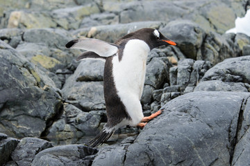 Gentoo penguin flying