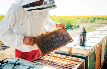 Beekeeper working in apiary