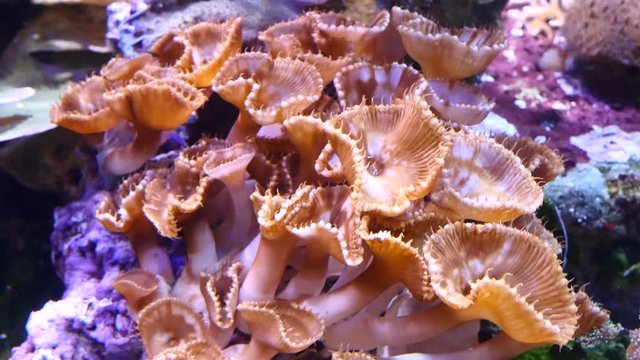 Beautiful soft coral ebbs and flows underwater in a large colorful coral reef during a scuba diving expedition
