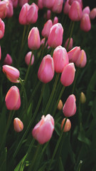 Тюльпаны в парке