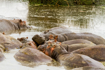 Common hippopotamus (Hippopotamus amphibius) in the water in Ngorongoro