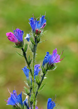 Equium vulgare. Flora de los Pirineos