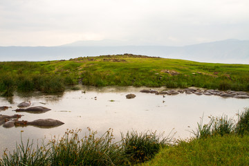 Common hippopotamus (Hippopotamus amphibius) in the water in Ngorongoro