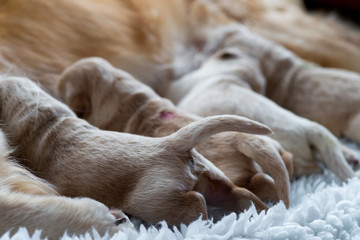 Newborn puppies feeding. Golden Retrievers, a few days old, with the cute little tails.