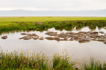 Common hippopotamus (Hippopotamus amphibius) in the water in Ngorongoro