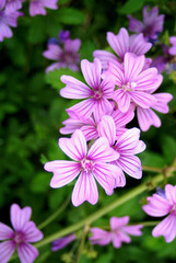 Malva silvestris © maiteia