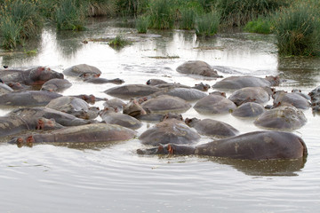 Common hippopotamus (Hippopotamus amphibius) in the water in Ngorongoro