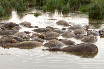 Common hippopotamus (Hippopotamus amphibius) in the water in Ngorongoro