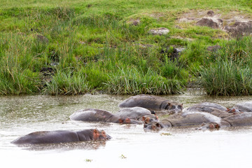 Fototapeta premium Common hippopotamus (Hippopotamus amphibius) in the water in Ngorongoro