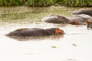 Common hippopotamus (Hippopotamus amphibius) in the water in Ngorongoro