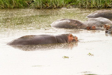 Obraz premium Common hippopotamus (Hippopotamus amphibius) in the water in Ngorongoro