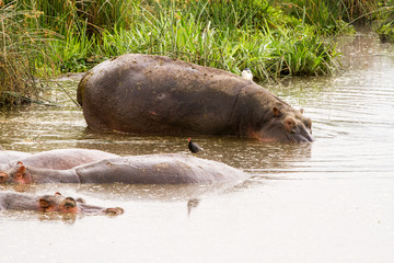 Common hippopotamus (Hippopotamus amphibius) in the water in Ngorongoro
