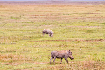 The common warthog (Phacochoerus africanus), wild member of the pig family (Suidae) found in grassland, savanna, and woodland in in Ngorongoro Conservation Area (NCA) Crater Highlands, Tanzania